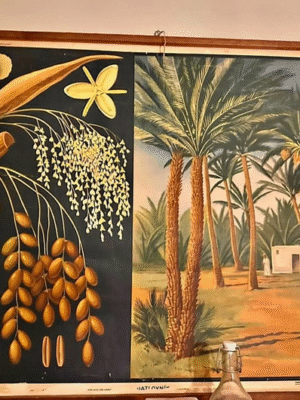 Czech Botanical poster